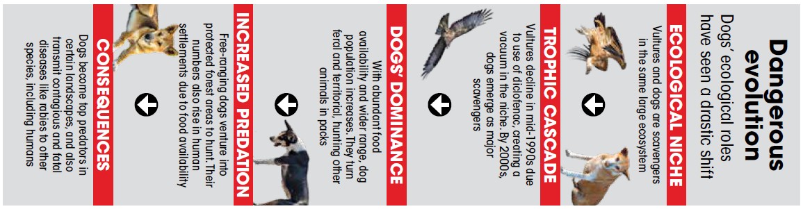 VULTURES VS DOGS FALLOUT- ECOLOGICAL RIPPLE OF A VANISHING SCAVENGER